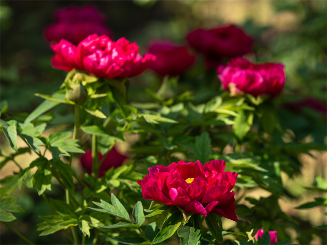 芳紀(jì) (2).jpg