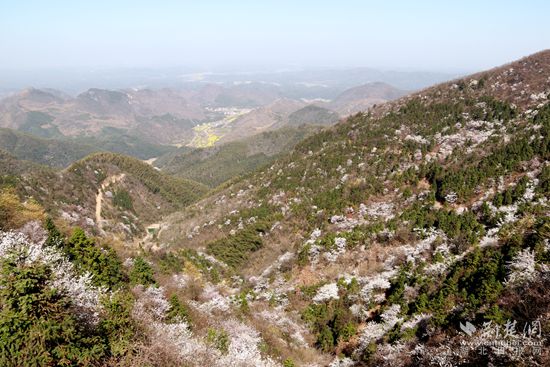 山上櫻花，山下油菜.jpg