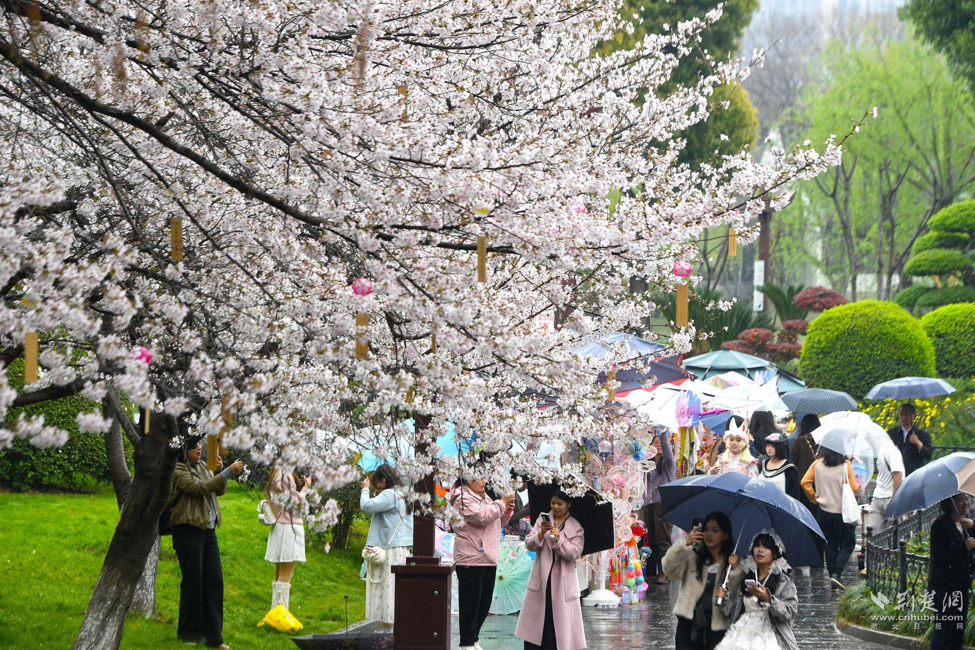 市民在堤角公園雨中賞櫻，1300余株櫻花按花期分為早、中、晚三期，紅粉白綠四色交織，花期可持續(xù)至四月上旬，游客總能找到心頭好.j