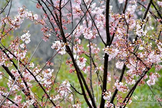 赤壁賞花2.jpg.jpg