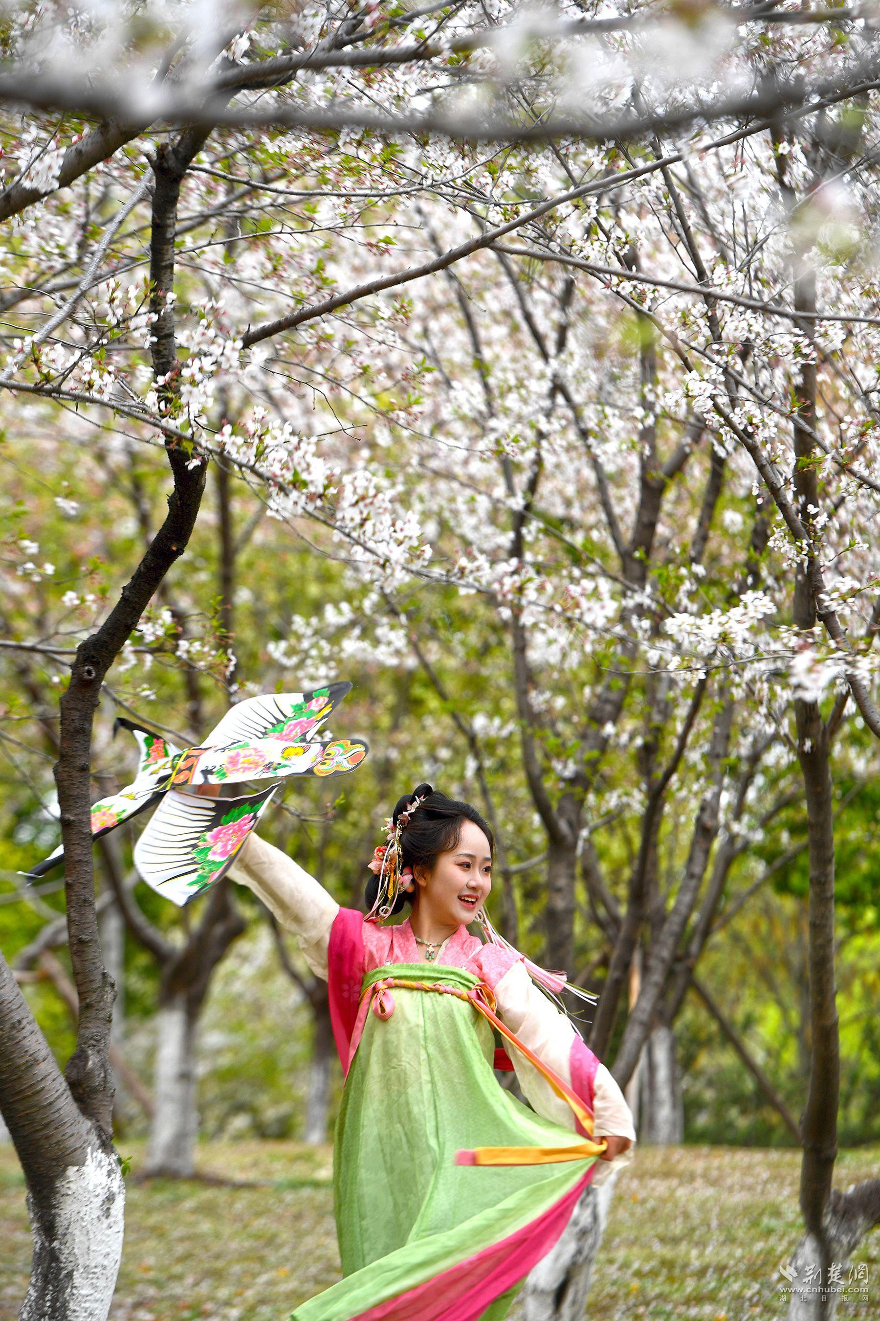 堤角公園園內(nèi)不少身著漢服、帶齊拍攝裝備的博主前來打卡拍照，將賞花美圖發(fā)布在社交平臺上，帶火“賞櫻”熱度-2.jpg.jpg